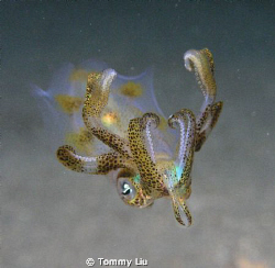 Night dive~ see the cute creature coming~ by Tommy Liu 